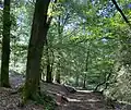 Buchenwald im Winterbachtal