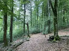 Buchenwald westlich Rautzenberg