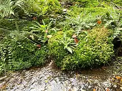 Viele Moosarten am Ufer der Reebeck (z.&nbsp;B. Torfmoose spec.)