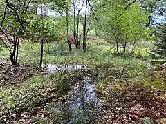 Reebeck durchfließt verlandete Teiche