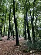 Buchenwald