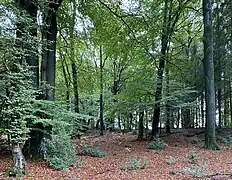 Buchenwald mit Starkholz