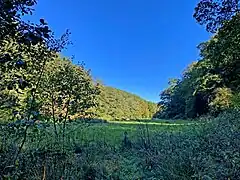Auwiese – Brebach fließt am Waldrand