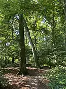 Buchenwald auf  dem Gallberg