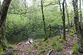 Weidensumpf