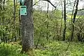 Gehölz-Dickicht am Steilhang nordwestlich von Werbachhausen (2023)