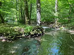 Mäandrierender Herbringhauser Bach