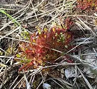 Mittlerer Sonnentau (Drosera intermedia)