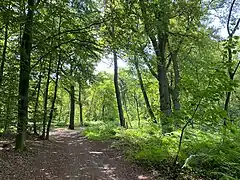 Birken-Eichenwald am nördl. und östl. Rand