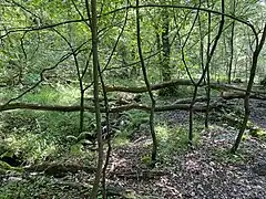 Erlenbruchwald am Hoxbach