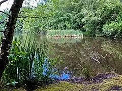Röhricht-Bestand im Ziegelleiloch