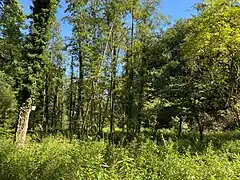 Erlen-Auwald