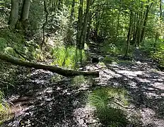 Habitat des Riesen-Schachtelhalms am Fuß des Buchenhanges (Ostseite)