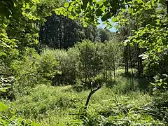 Hochstaudenflur und Auwald im Wechsel