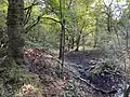 Sumpfiger Erlenauwald am Windhövel