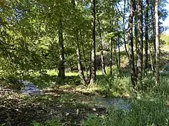 Auwaldparzelle am Leiverbach