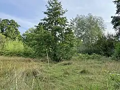Gehölzrand zur Feuchtwiese