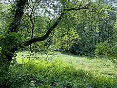 Feuchtwiese im Auwald im westl. Teil des NSG