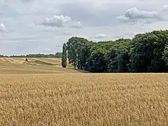 Hochfelder Bachtal mit Quellmulde im Nordosten