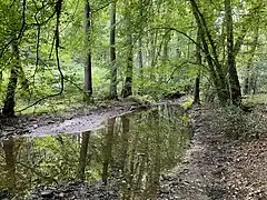 Steinges Bachbett des Hühnerbaches