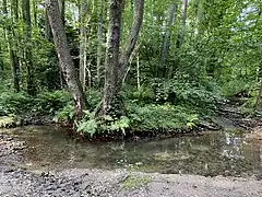 Hühnerbach im Erlenauwald