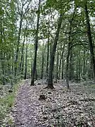 Erlen-Auwald
