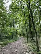 Weg zwischen den beiden Teilen des Naturschutzgebietes – Spörkelnbruch (Hilden) bzw. (Haan)