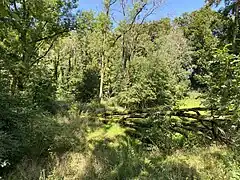 Totholz im Erlenauwald