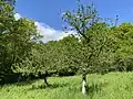 Hangverebnungsfläche mit alten Obstbäumen