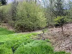 Wiesenbach gespeist von einem Wald-Quellensystem