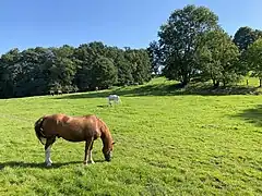 Pferdeweide bei Gut Großeforst