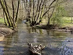 Gelpe im Erlen-Auwald