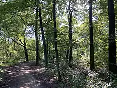 Buchenwald