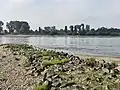 In den Buhnenfeldern finden Enten, Gänse, aber auch Jungfische Ruhe und Rückzugs­möglichkeiten