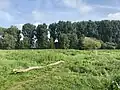Rheinuferwiesen mit Pappeln und Weiden