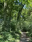 Wanderweg bei Kaiserhaus im Buchenwald mit Stechpalmen-Unterholz