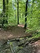 Sickerquellen und kleine, naturnahe Bachläufe