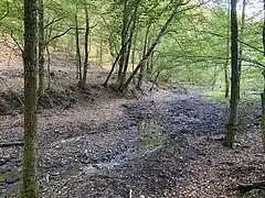Burgheimer Bach im Auwald