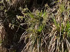 Wald-Hainsimsen