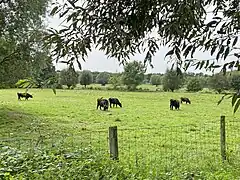 Heckkrinder bweiden die Bruchhause Feuchtwiesen