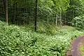 Auf der Lichtung wächst Ausdauerndes Silberblatt und Glanz-Kerbel