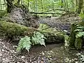 Stöcker Bach im Erlenbruchwald
