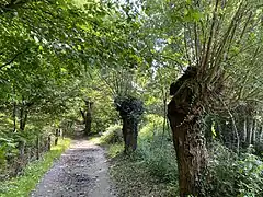 Kopfweiden