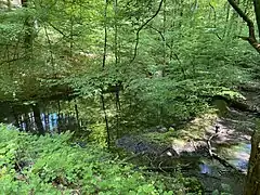 Feuchtgebiet am Mittellauf