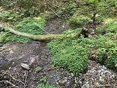 Quellbereich der Fastenbecke