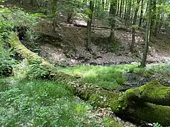 Totholz – wichtiger Bestandteil des Naturschutzgebietes