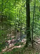 Steilhänge des Tals mit Buchen-Starkholz