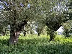 Kopfweiden-Ensemble