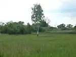 Burger Wiese im östlichen Viehlassmoos