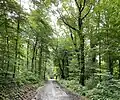 Wanderweg durch Buchenwald